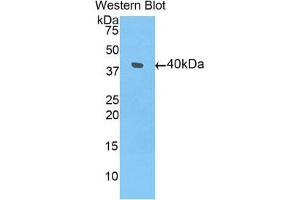 Western Blotting (WB) image for anti-Bone Morphogenetic Protein 10 (BMP10) (AA 315-424) antibody (ABIN3205472) (BMP10 antibody  (AA 315-424))