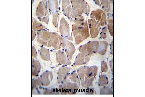 RPS6KC1 Antibody (N-term) (ABIN656394 and ABIN2845689) immunohistochemistry analysis in formalin fixed and paraffin embedded human skeletal muscle followed by peroxidase conjugation of the secondary antibody and DAB staining. (RPS6KC1 antibody  (N-Term))