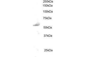 ABIN184657 staining (0. (PLRG1 antibody  (C-Term))