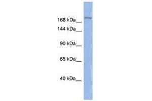 Image no. 1 for anti-Bromodomain Adjacent To Zinc Finger Domain, 1A (BAZ1A) (AA 1259-1308) antibody (ABIN6742324) (BAZ1A antibody  (AA 1259-1308))