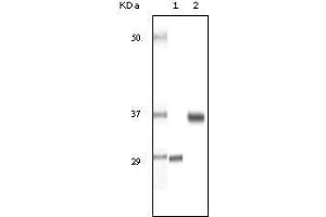 Western Blot showing SRA antibody used against truncated SRA recombinant protein (1) and human ovary cancer tissue lysate (2). (SRA1 antibody)