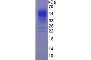 Image no. 1 for Interferon gamma (IFNG) (AA 24-166) (Active) protein (His tag) (ABIN6239726)