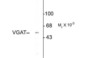 Western blots of rat hippocampal lysate showing specific immunolabeling of the ~53k VGAT protein. (SLC32A1 antibody  (N-Term))