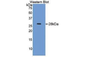 Western blot analysis of recombinant Mouse ICAM4. (ICAM4 antibody  (AA 23-227))
