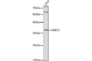 Western blot analysis of extracts of 293T cells, using G6PC3 antibody (ABIN7267401) at 1:1000 dilution. (G6PC3 antibody  (AA 50-150))