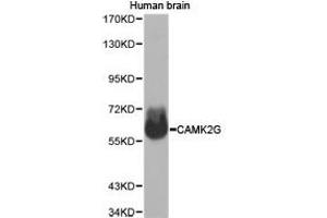 Western Blotting (WB) image for anti-Calcium/calmodulin-Dependent Protein Kinase II gamma (CAMK2G) antibody (ABIN1871416)