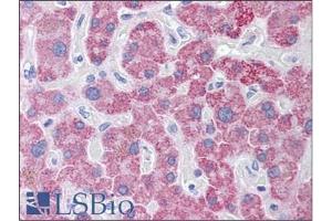 Human Liver: Formalin-Fixed, Paraffin-Embedded (FFPE) (TLR9 antibody  (AA 26-300))