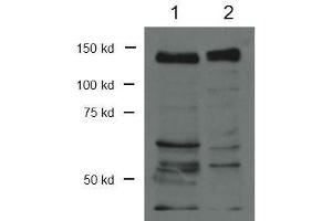 Western Blot of Rabbit Anti-CTCF Antibody. (CTCF antibody  (C-Term))