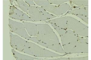 ABIN6278293 at 1/100 staining Mouse muscle tissue by IHC-P. (Transportin 3 antibody  (Internal Region))