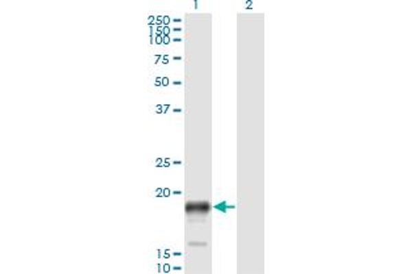 PSCA antibody  (AA 23-95)