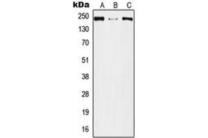 Western blot analysis of Plexin A2 expression in A549 (A), Raw264. (Plexin A2 antibody  (Center))