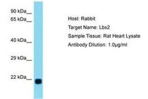 Image no. 1 for anti-Ladybird Homeobox 2 (LBX2) (C-Term) antibody (ABIN6750258) (LBX2 antibody  (C-Term))