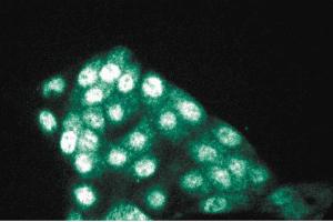 Immunofluorescence staining of MDCK cells (Canine kidney, ATCC CCL-34). (PP5 antibody  (AA 36-238))