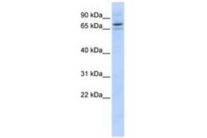 Image no. 1 for anti-Sec23 Homolog B (SEC23B) (AA 575-624) antibody (ABIN6743627) (Sec23 Homolog B antibody  (AA 575-624))
