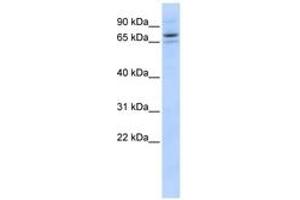 Image no. 1 for anti-Sec23 Homolog B (SEC23B) (AA 575-624) antibody (ABIN6743627)