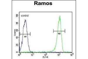 C11orf53 Antibody (C-term) (ABIN654875 and ABIN2844531) flow cytometric analysis of Ramos cells (right histogram) compared to a negative control cell (left histogram). (C11orf53 antibody  (C-Term))