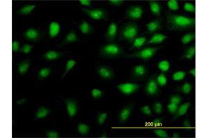 Immunofluorescence (IF) image for anti-Mediator Complex Subunit 16 (MED16) (AA 1-110) antibody (ABIN523401)