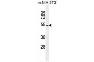 EIF2B4 Antibody (Center K161) western blot analysis in mouse NIH-3T3 cell line lysates (35uµg/lane). (EIF2B4 antibody  (Middle Region))