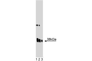 Western blot analysis of Synaptophysin on a rat cerebrum lysate. (Synaptophysin antibody  (AA 205-306))