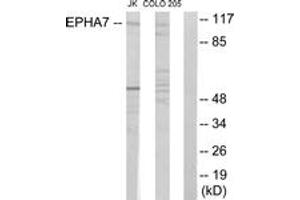 Western blot analysis of extracts from Jurkat cells/COLO205 cells, using EPHA7 Antibody. (EPH Receptor A7 antibody  (AA 451-500))