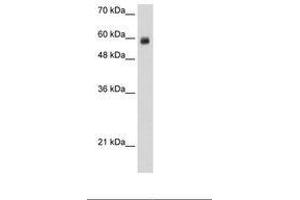 Image no. 2 for anti-REST Corepressor 1 (RCOR1) (N-Term) antibody (ABIN203296) (CoREST antibody  (N-Term))