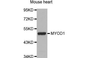 Western Blotting (WB) image for anti-Myogenic Differentiation 1 (MYOD1) (AA 150-250) antibody (ABIN5663747) (MYOD1 antibody  (AA 150-250))