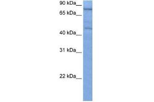 ZNF555 antibody used at 0. (ZNF555 antibody  (C-Term))