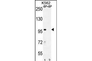 Western blot analysis of IQCA1 Antibody (C-term) Pab (ABIN655947 and ABIN2845334) pre-incubated without(lane 1) and with(lane 2) blocking peptide in K562 cell line lysate.