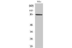 Western Blotting (WB) image for anti-Anaphase Promoting Complex Subunit 5 (ANAPC5) (Internal Region) antibody (ABIN3183313) (ANAPC5 antibody  (Internal Region))