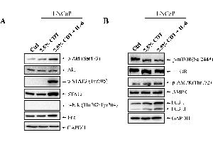 Western Blotting (WB) image for anti-Glyceraldehyde-3-Phosphate Dehydrogenase (GAPDH) antibody (ABIN2857072)