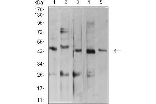 ARFGAP1 antibody  (AA 270-414)