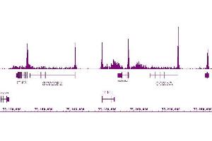 RNA pol II antibody (mAb) (Clone 1F4B6) tested by ChIP-Seq. (POLR2F antibody)