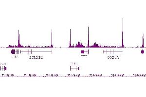 RNA pol II antibody (mAb) (Clone 1F4B6) tested by ChIP-Seq. (POLR2F antibody)