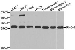 Western blot analysis of extracts of various cell lines, using RHOH antibody.