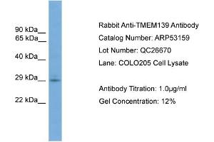 WB Suggested Anti-TMEM139  Antibody Titration: 0. (TMEM139 antibody  (N-Term))