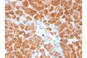 Immunohistochemical staining (Formalin-fixed paraffin-embedded sections) of human pancreas with CLTA/CLTB monoclonal antibody, clone SPM174 .