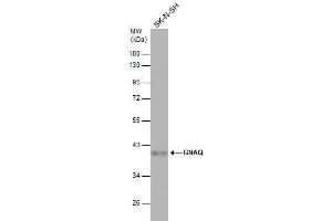 WB Image Whole cell extract (30 μg) was separated by 10% SDS-PAGE, and the membrane was blotted with GNAQ antibody , diluted at 1:500. (GNAQ antibody  (Center))