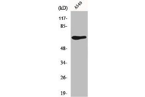 Western Blot analysis of A549 cells using GPR50 Polyclonal Antibody (XCR1 antibody  (Internal Region))