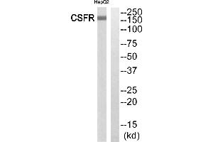 Western blot analysis of extracts from HepG2 cells, using CSFR (Ab-699)antibody. (CSF1R antibody  (C-Term))