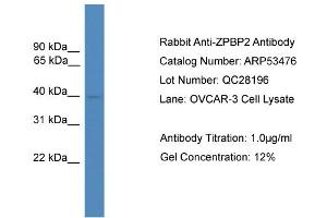 WB Suggested Anti-ZPBP2  Antibody Titration: 0. (ZPBP2 antibody  (N-Term))