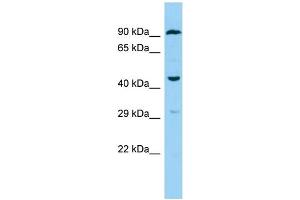 Host: Rabbit Target Name: F2RL3 Sample Type: THP-1 Whole Cell lysates Antibody Dilution: 1. (F2RL3 antibody  (C-Term))