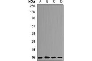 Western blot analysis of POLR2D expression in MCF7 (A), SW620 (B), HepG2 (C), mouse spleen (D) whole cell lysates. (POLR2D antibody)