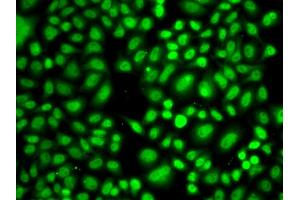 Immunofluorescence analysis of A549 cells using CREB1 antibody (ABIN4903374) at dilution of 1:100 (40x lens). (CREB1 antibody)