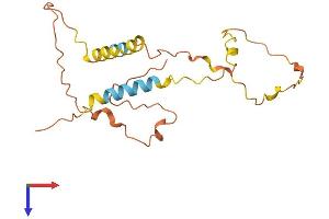 CMT1A Duplicated Region Transcript 15 (CDRT15) (AA 1-188) protein (His tag)