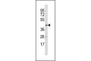 TTC5 Antibody (C-term) (ABIN1881956 and ABIN2843299) western blot analysis in U-937 cell line lysates (35 μg/lane). (TTC5 antibody  (C-Term))