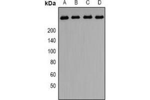 Western blot analysis of PIP5K expression in A549 (A), HepG2 (B), PC3 (C)rat testis (D) whole cell lysates. (PIKFYVE antibody  (N-Term))