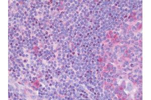 Anti-FGF18 antibody IHC staining of human tonsil. (FGF18 antibody  (AA 23-50))