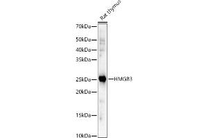 Western blot analysis of extracts of Rat thymus, using HMGB3 antibody (ABIN7267651) at 1:2265 dilution. (HMGB3 antibody  (AA 100-200))