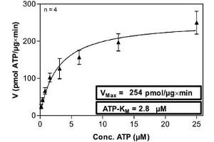 Image no. 1 for Proto-oncogene tyrosine-protein kinase Src (Src) (AA 1-536) (Active) protein (His-GST) (ABIN5570575)