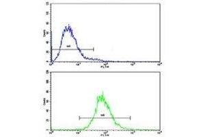 Flow cytometric analysis of CEM cells using CD36 antibody (bottom histogram) compared to a negative control (top histogram). (CD36 antibody  (AA 213-242))
